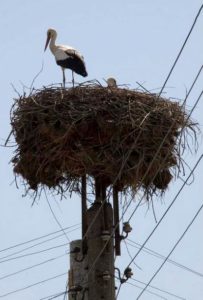 In western Bulgaria, nesting white storks like this one are at risk from power lines. (Photo by aneye4apicture) Creative Commons license via Flickr