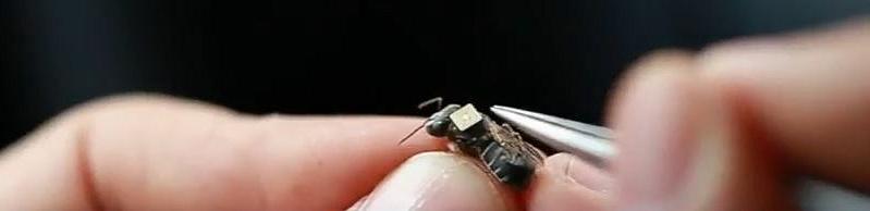 A researcher from Vale Institute of Technology tags one of the sensor-carrying honey bees. Brazil, 2017 (Screengrab from video by Vale Institute of Technology) Posted for media use