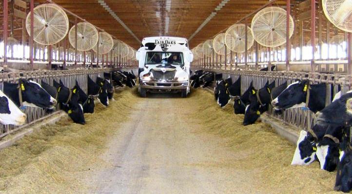 A "poo-powered" Fair Oaks bus rolls through a barn where cows munch grass and provide the poo that becomes renewable natural gas. (Photo courtesy Fair Oaks Farms) Posted for media use