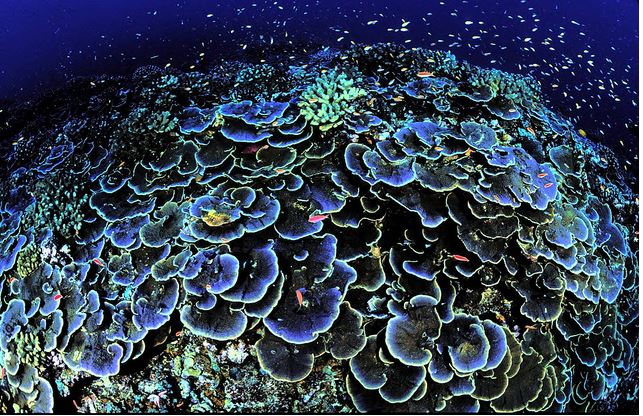 A healthy reef in Jarvis Island National Wildlife Refuge, located 1,305 nautical miles south of Honolulu. (Photo: U.S. Fish and Wildlife Service) Public domain.