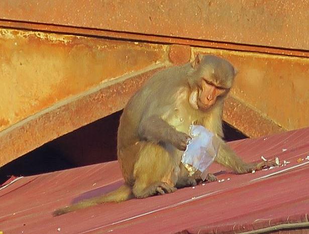  Monkey investigates plastic trash on the roof of a hut near the Taj Mahal, Agra, India, February 18, 2017 (Photo by Malcolm Payne) Creative Commons license via Flickr
