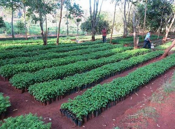 A tree nursery in the Mtendeli refugee camp, Tanzania (Photo by Arturo Gianvenuti) Published in the handbook "Managing forests in displacement settings."
