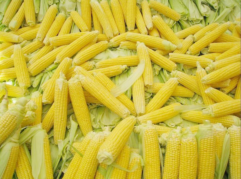 A pile of corn purchased at Kurtkoy Market, Istanbul, Turkey, June 19, 2009 (Photo by CCarlstead) Creative Commons license via Flickr