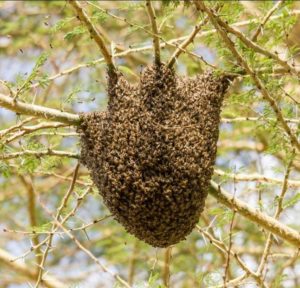 Honey bees (Apis mellifera) Mwatate Sisal Plantation Dam, Kenya, June 13, 2013 (Photo by Peter Steward)