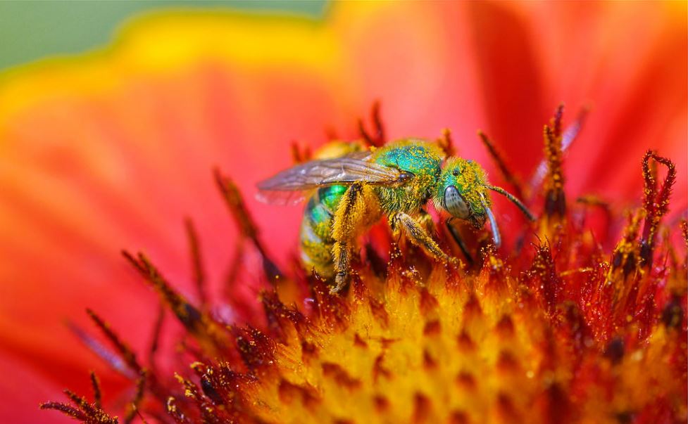  A bee in the Agapostemon group of Western Hemisphere sweat bees, most of which are known as metallic green sweat bees for their color. Lakewood, California, April 13, 2018 (Photo by tdlucas5000) Creative Commons license via Flickr