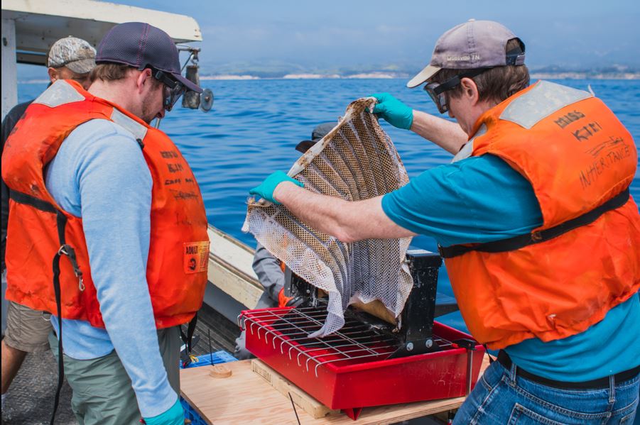 A team of Argonne National Lab researchers successfully tested the Oleo Sponge off the coast of Southern California in April 2018. (Photo by Argonne National Laboratory) Posted for media use