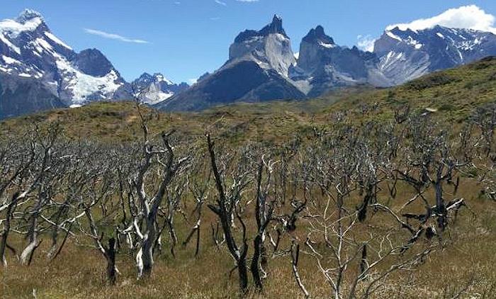 A forest of Nothofagus antarctica trees burned in a fire that covered 40,000 acres in Torres del Paine National Park, Chile in 2012. (Photo by Dave McWethy) Posted for media use
