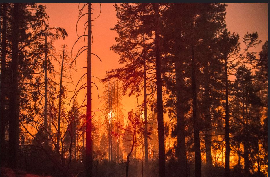 The Ferguson Fire burns in California's Sierra National Forest and Yosemite National Park. August 8, 2018. (Photo courtesy U.S. Forest Service Pacific Southwest Region 5) Public domain