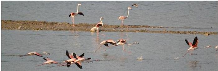 Flamingoes have returned to Lake Karla. (Photo by Ecotourism Greece) Posted for media use