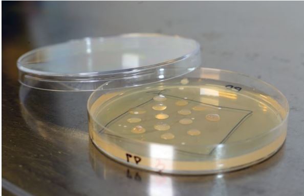 In VTT’s PlastBug projects, microbes are being screened through a three-stage process. (Photo courtesy VTT) Posted for media use