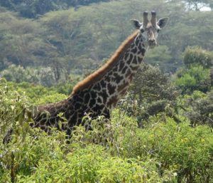 The global population of giraffes is decreasing. Native to East Africa, the Masai giraffe (Giraffa camelopardalis tippelskirchii), also called Kilimanjaro giraffe, is the largest subspecies of giraffe. October 22, 2018, Naivasha Lake, Kenya. (Photo by Linda De Volder) Creative Commons license via Flickr.