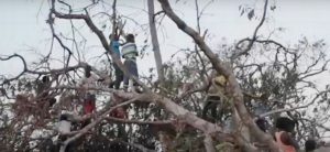 Child survivors of Cyclone Idai stranded in trees to escape the flood waters. April 2019 (Screengrab from video "Cyclone Idai: In Mozambique a Fight for Survival" courtesy UN High Commission for Refugees) Posted for media use