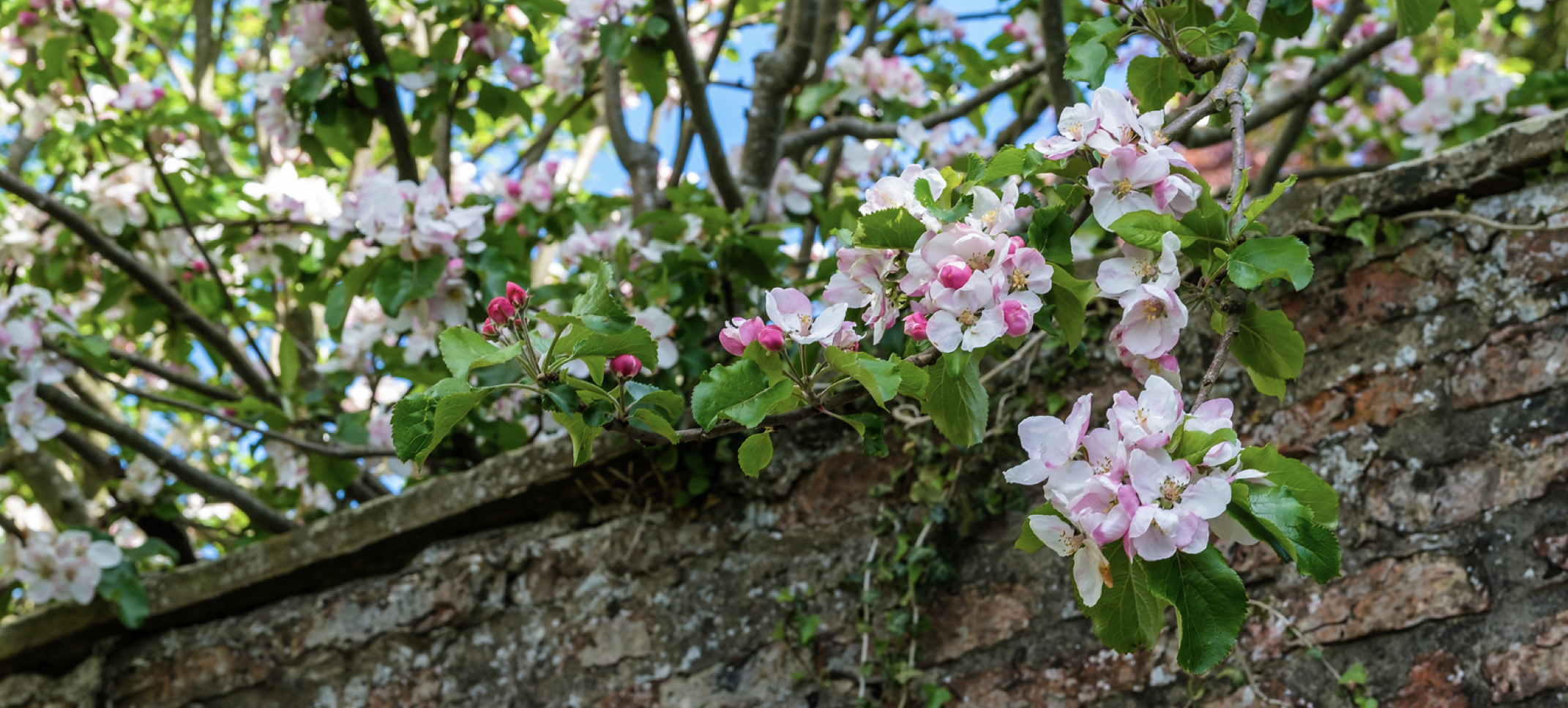 Blossoming apple tree in a walled garden at Sand Hutton Hall, Yorkshire, May 2, 2020 (Photo by Alan Harris) Creative Commons license via Flickr
