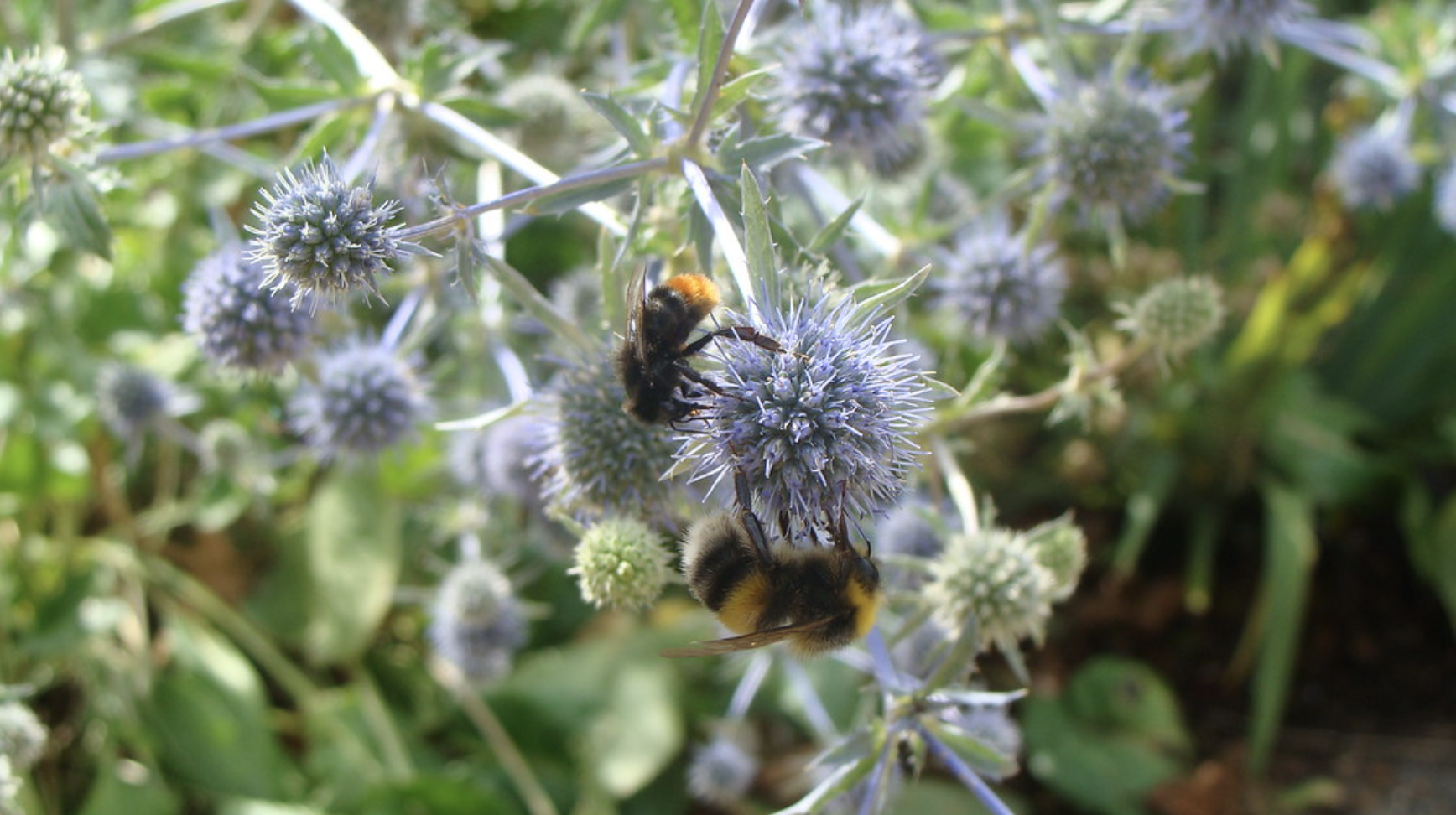 Bumblebees pollinate a garden in London, England, July 16, 2009 (Photo by nikoretro) Creative Commons license via Flickr