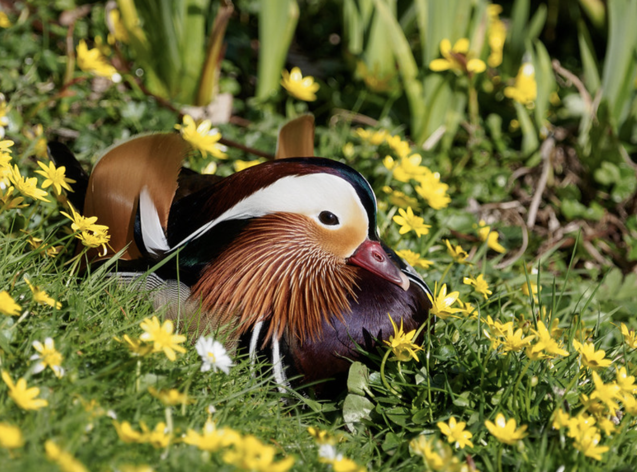 Gardens are havens for wildlife. Here a Mandarin duck enjoys a garden in Nanpantan, England, April 19, 2016 (Photo by Phil McIver) Creative Commons license via Flickr