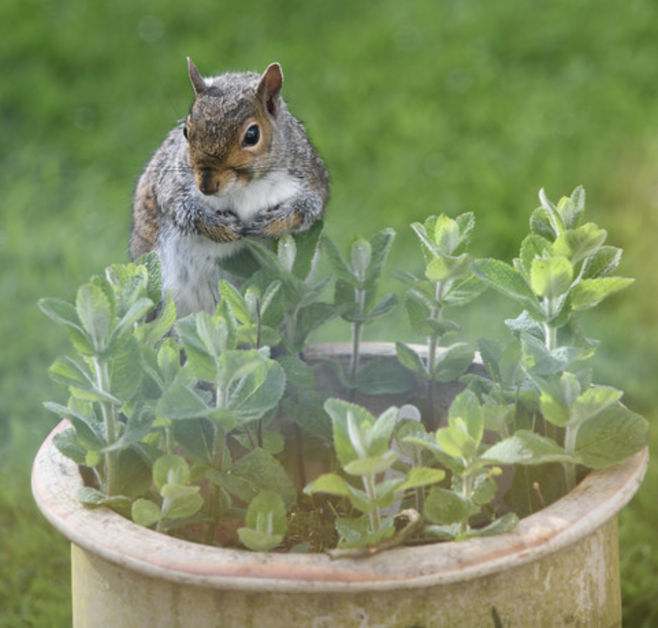 Squirrel tries to decide: is the mint in this garden pot good to eat? East Yorkshire, England, May 10, 2018 (Photo by Katy Wrathall) Creative Commons license via Flickr