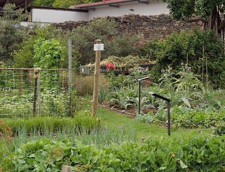  Each year a bunch of heritage varieties of vegetables and fruits are grown in this backyard garden. July 31, 2010, Schiltern, Niederösterreich, Austria (Photo by Brigitte Rieser) Creative Commons license via Flickr