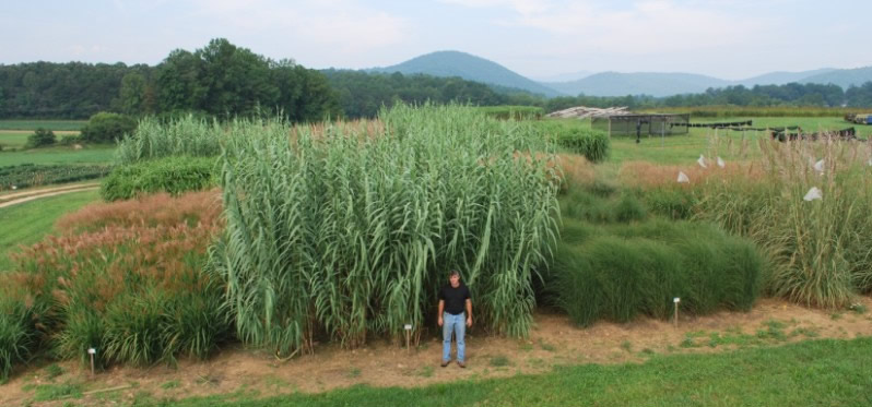  Bioenergy crops at the Mountain Horticultural Crops Research Station in Mills River, North Carolina, Dwayne Tate, Research Specialist (Photo courtesy NC State Extension, North Carolina State University)  Posted for media use