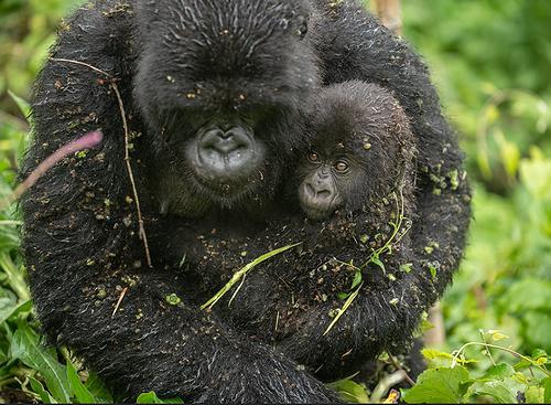 This baby male gorilla was born in December 2019 to a family of mountain gorillas in Rwanda’s Volcanoes National Park. September 7, 2020 (Photo by Kwita Izina) Creative Commons license via Flickr